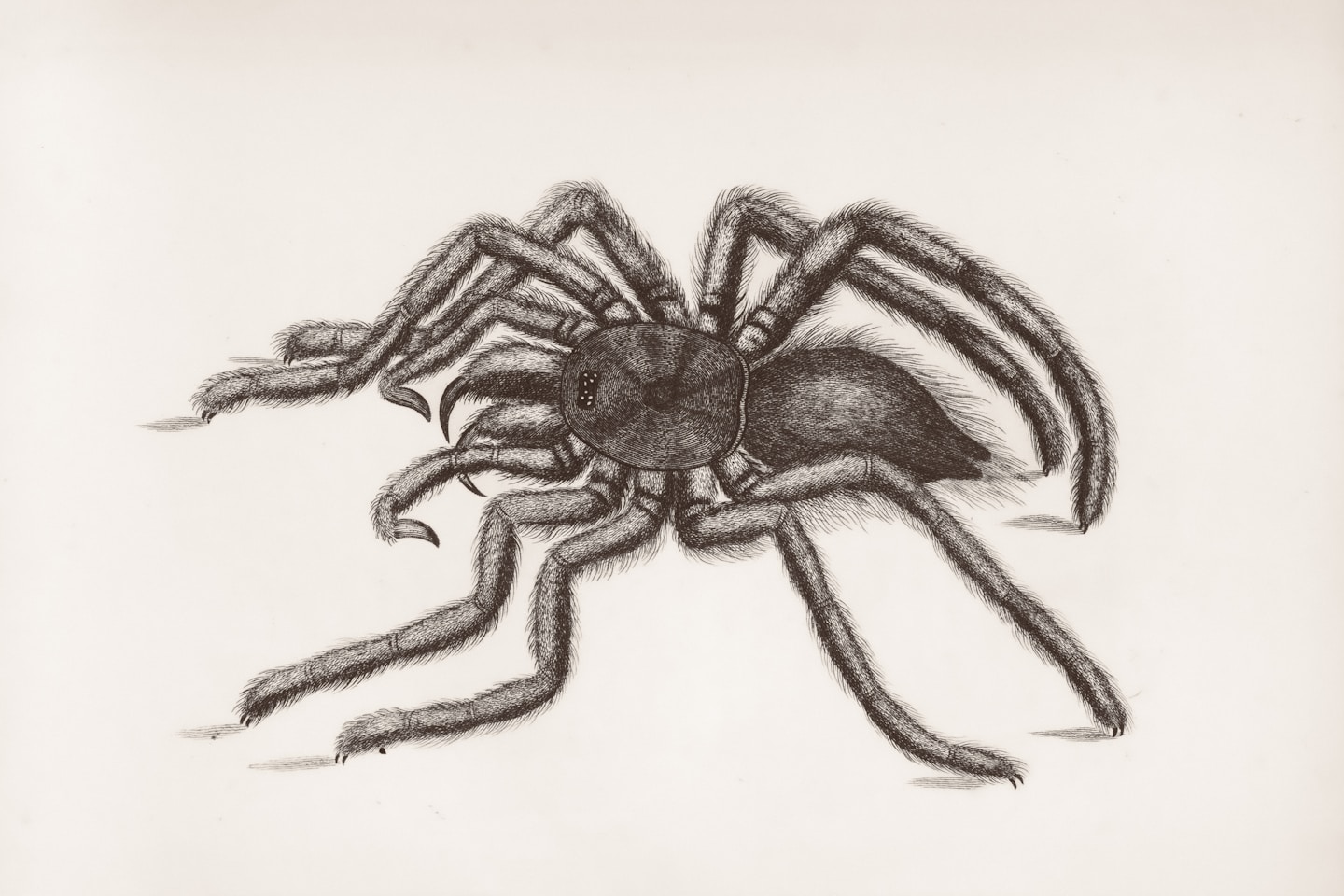 General Research Division, The New York Public Library. "Aranea: Aranea avicularia." The New York Public Library Digital Collections. 1809. https://digitalcollections.nypl.org/items/b00d7ce0-c6b7-012f-b835-58d385a7bc34