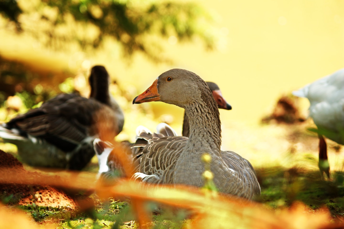 Ducks in nature background